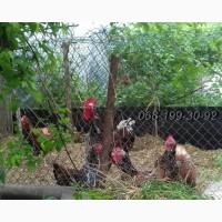 Ливенская ситцевая порода кур : Петух на племя и Яйца инкубационные