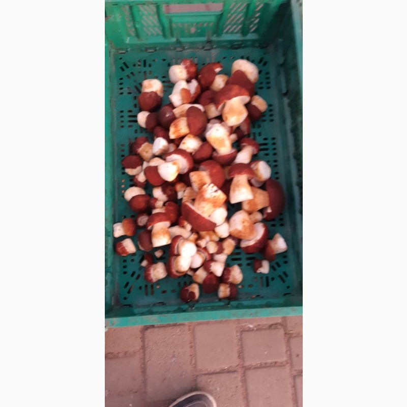 Фото 2. Продам белый гриб замороженный 1 сорт. Киев