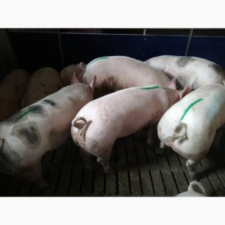 Продажа свиней откорм беконного направления любой весовой категории
