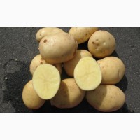 Продам картоплю насіннєву Арізона 1 репродукція