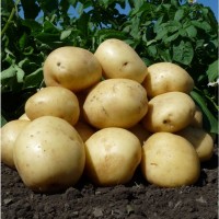 Продам картоплю насіннєву Арізона 1 репродукція