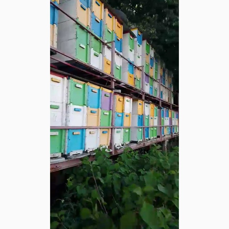 Фото 3. Продам бджолопакети