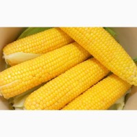 Семена кукурузы Монсанто Декалб ДКС 4014