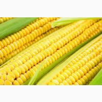 Покупаю кукурузу в любом состоянии+отходы
