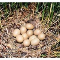 Продам інкубаційні яйця фазанів
