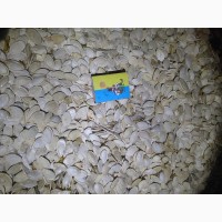 Продам насіння гарбуза (Українська багатоплідна)