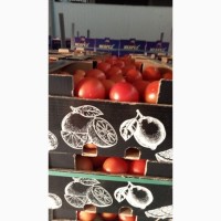 Продам томат с Турции