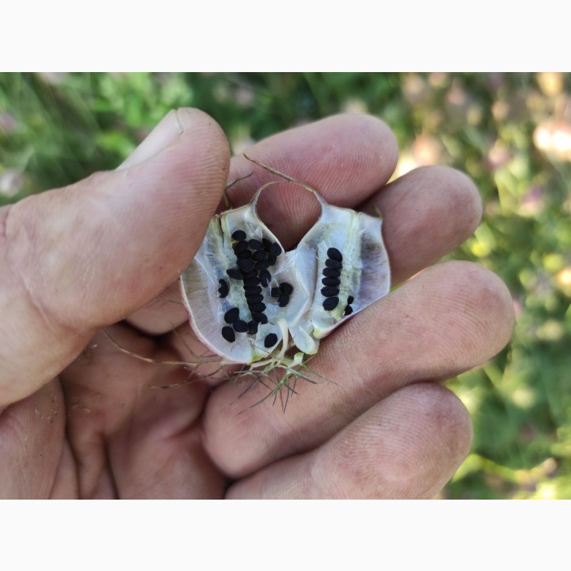 Фото 2. Продам насіння чорнушки дамаської (нігели, чорного тміну)