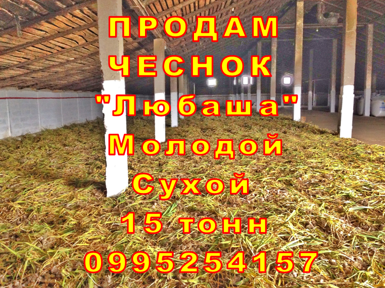 Фото 10. 15 тонн ПРОДАМ ЧЕСНОК 2023 Любаша Молодой Сухой Товарный Озимый Оптом Часник Garlic