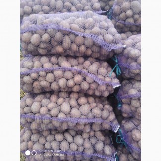 Продам посадкову насіневу картоплю белароса