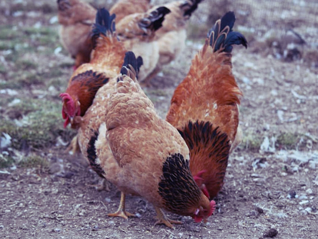 Інкубаційне яйце, курчата, Суссекс - палева-колумбія, фарфор