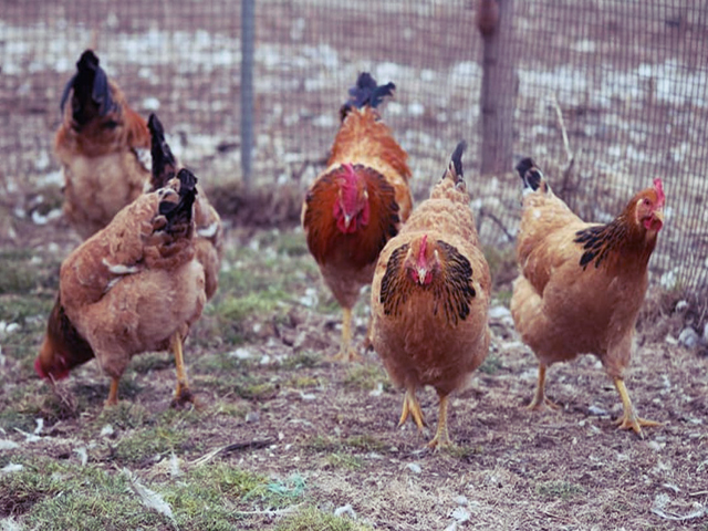 Фото 2. Інкубаційне яйце, курчата, Суссекс - палева-колумбія, фарфор