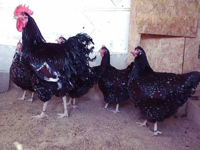 Фото 3. Інкубаційне яйце, курчата, Суссекс - палева-колумбія, фарфор