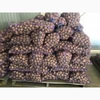 Продам посадкову картоплю рів‘єра