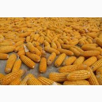 Купляємо кукурудзу / Кіровоградська область