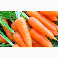 Морква різних сортів для переробки оптом