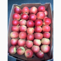 Продам яблука, загазовані, оптом, Чернівецька обл