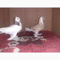 Продам голубей