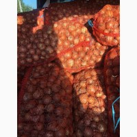 Продам цибулю, сорт Медуза, опт, ціна 7.50 грн/кг