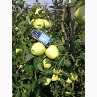 Компания из Закарпатья предлагает яблоко урожая 2021;