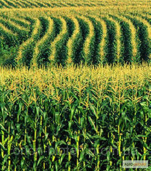Стимулятор роста для кукурузы