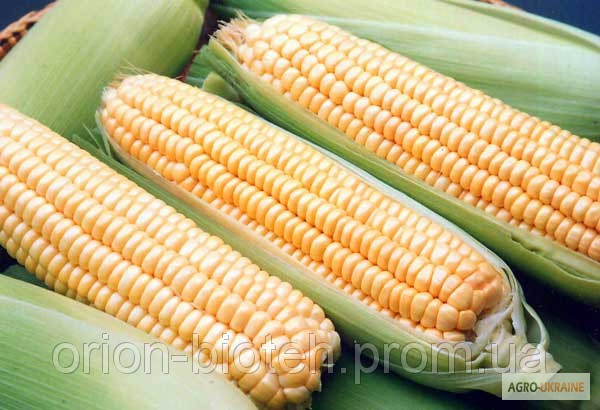 Фото 2. Стимулятор роста для кукурузы