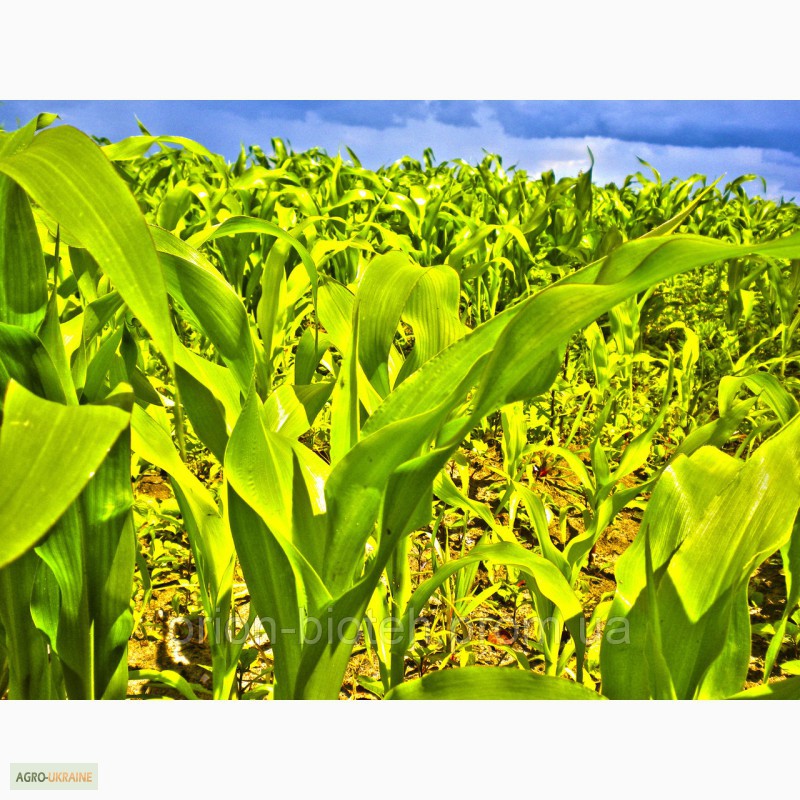 Фото 3. Стимулятор роста для кукурузы