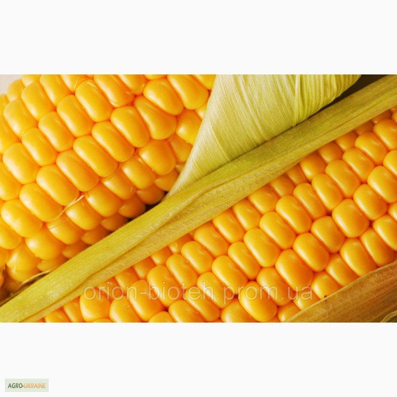 Фото 4. Стимулятор роста для кукурузы