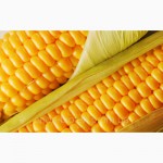 Стимулятор роста для кукурузы