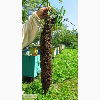 Продам безстільникові бджолопакети карпатських бджіл