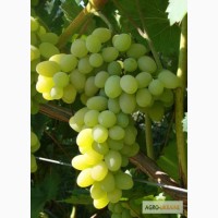 Cаженцы винограда лучших сортов(Плевен, Надежда АЗОС) двух летние