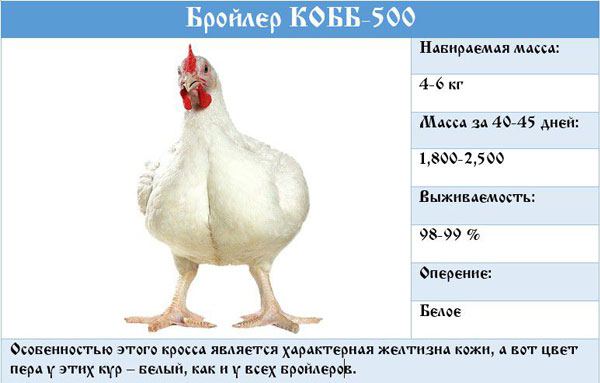 Цыплята бройлеры КООБ-500 (Польша, Чехия), Доминант, Мастер Грей, индюшата