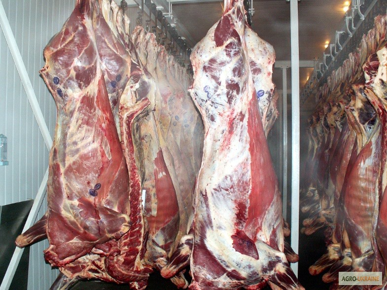 Продамо м#039;ясо яловичини I-ї категорії на кістці, Корова 80+, охолоджена. Блочное м#039;ясо