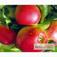 Саджанці яблунь імунних сортів
