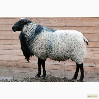 Куплю Романовских овец