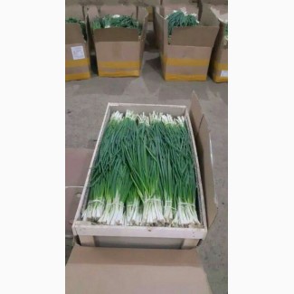Продам зеленый лук(Штудгарден) от 50кг в день