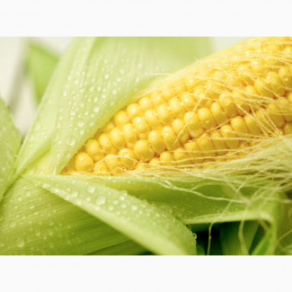 Продам гибрид кукурузы МОНИКА 350 МВ (мешок-25 кг)