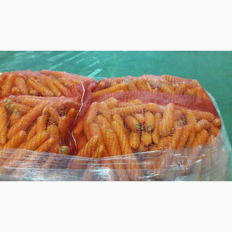 Фото 5. Продам морковь товарную мытую, сорт Абако, Кордоба, Марелия