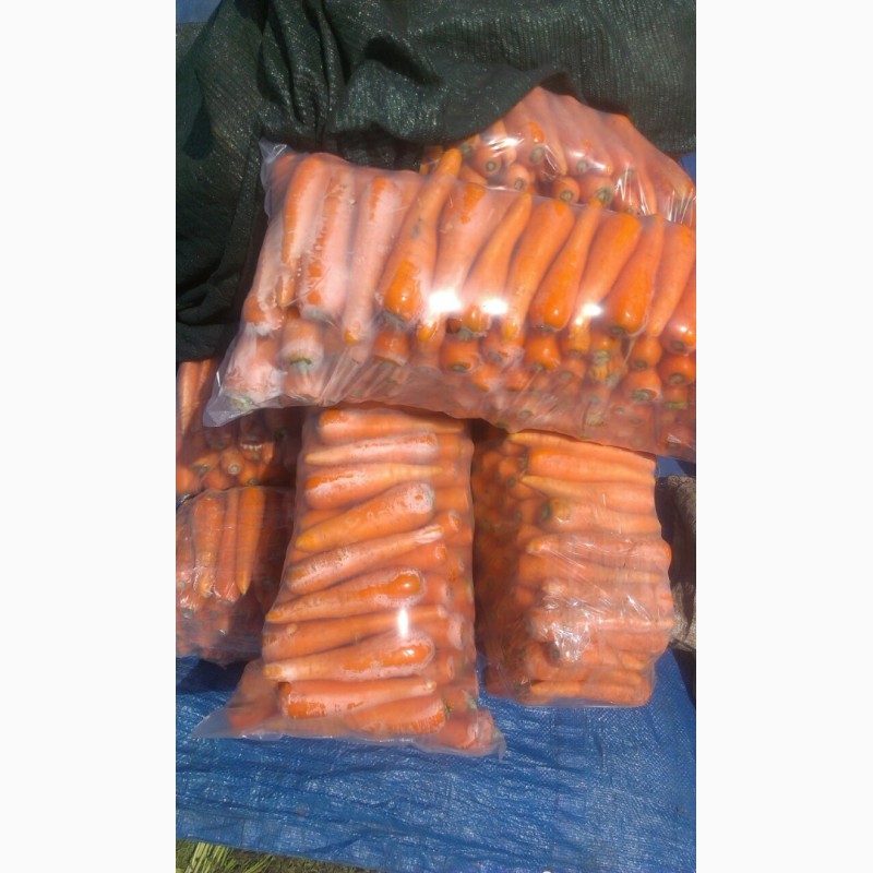 Фото 2. Продам морковь товарную мытую, сорт Абако, Кордоба, Марелия