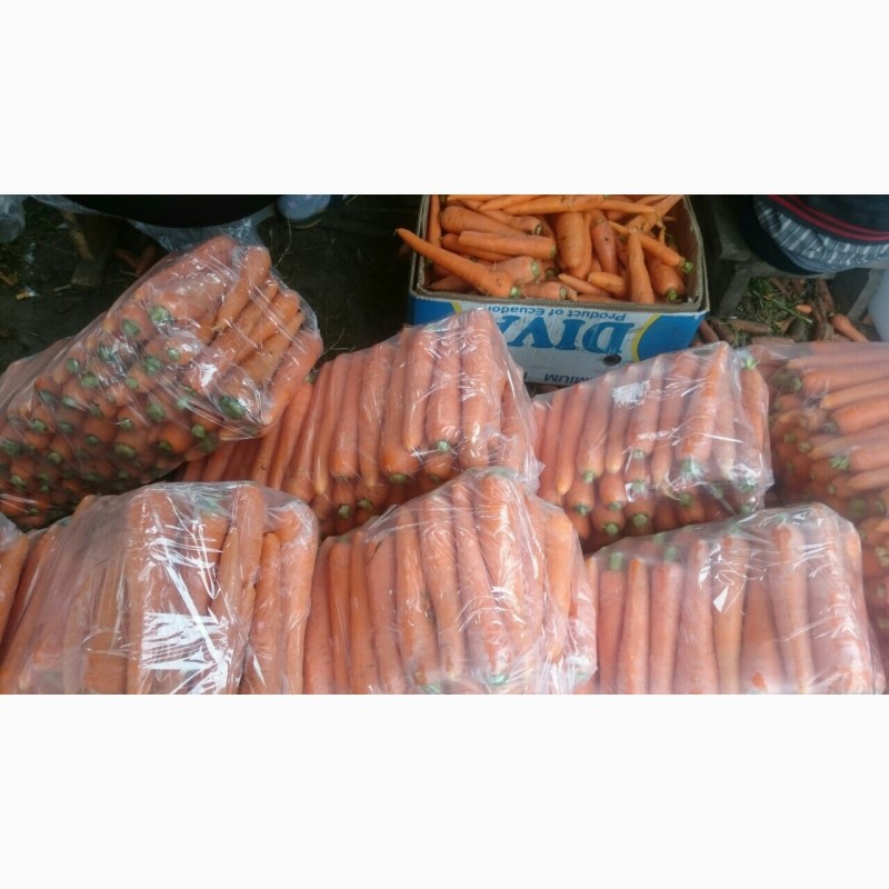 Фото 3. Продам морковь товарную мытую, сорт Абако, Кордоба, Марелия
