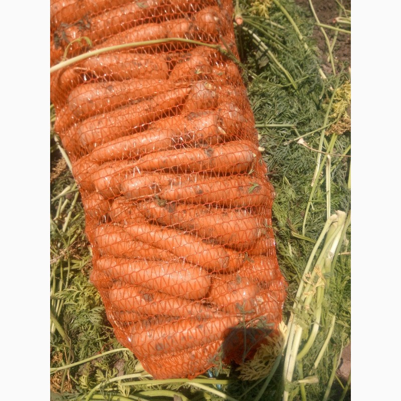 Фото 4. Продам морковь товарную мытую, сорт Абако, Кордоба, Марелия
