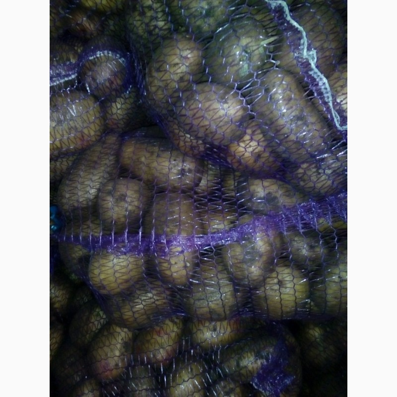 Фото 2. Продам домашню картоплю
