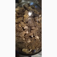 Продаю грибы сморчки сушёные Киев ( купить сморчок сморжі, зморжі, зморшок, зморшки)