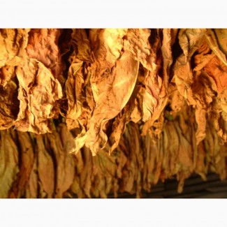 Куплю табак листовой любых сортов, ферментированный и не ферментированный