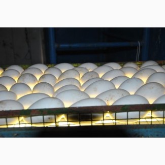 Продам гусиные яйца для инкубации