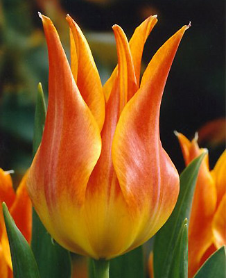 Фото 2. Луковица тюльпана оптом Haakman Flowerbulbs