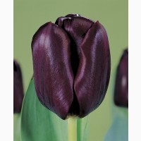 Луковица тюльпана оптом Haakman Flowerbulbs