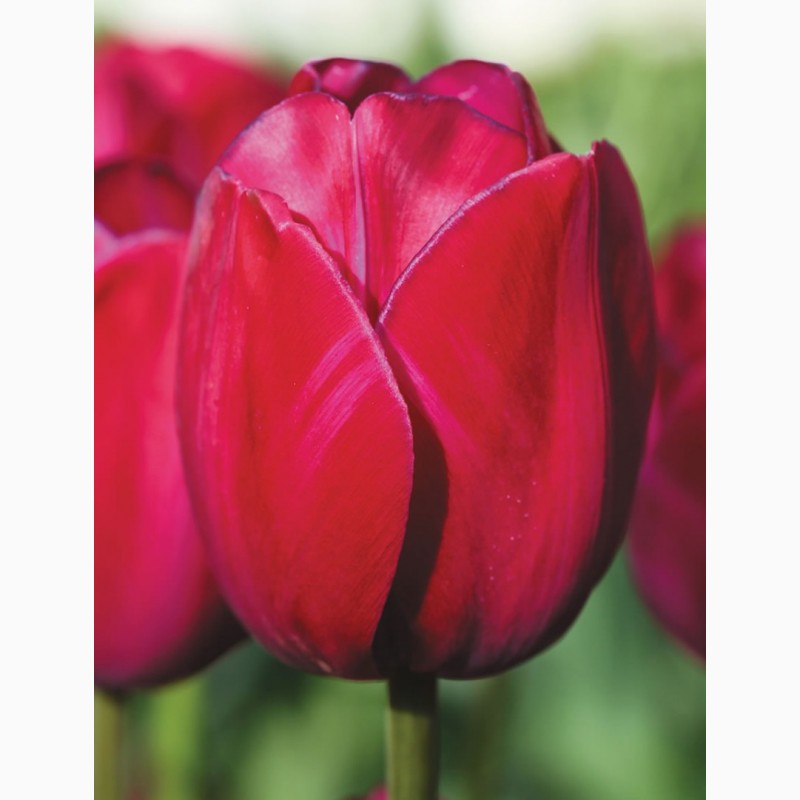 Фото 4. Луковица тюльпана оптом Haakman Flowerbulbs