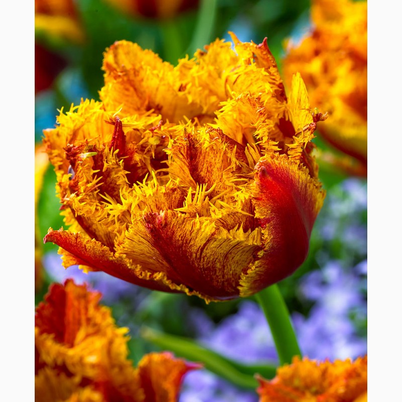 Фото 5. Луковица тюльпана оптом Haakman Flowerbulbs