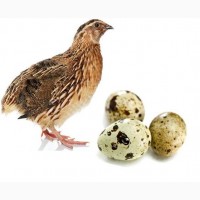 Инкубационные перепелиные яйца Эстонец